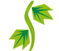Asagao