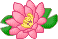 Waterlily3 Waterlily3