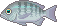 Kurodai001