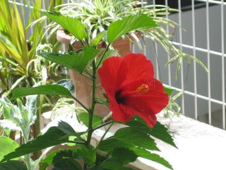 Img_0948_1