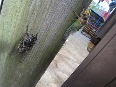 Resize1294 Resize1294