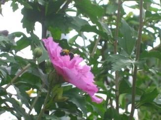 Img_0009_2