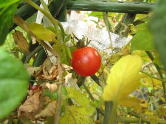 Img_0350 Img_0350