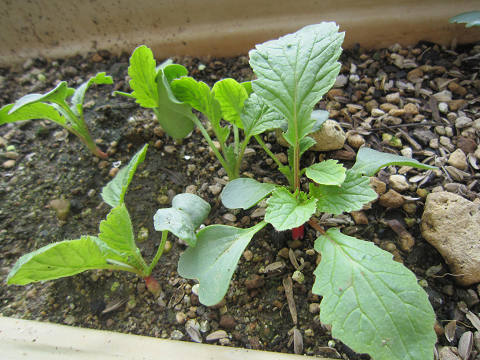 Resize4164 Resize4164