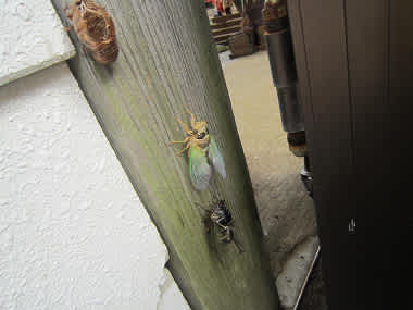 Resize1293 Resize1293