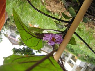 Img_0004_2
