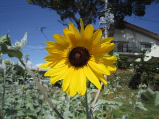 Img_1121 Img_1121