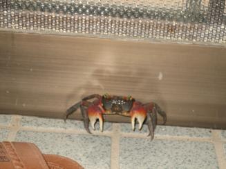 Img_0806_2