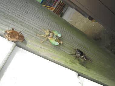 Resize1291 Resize1291